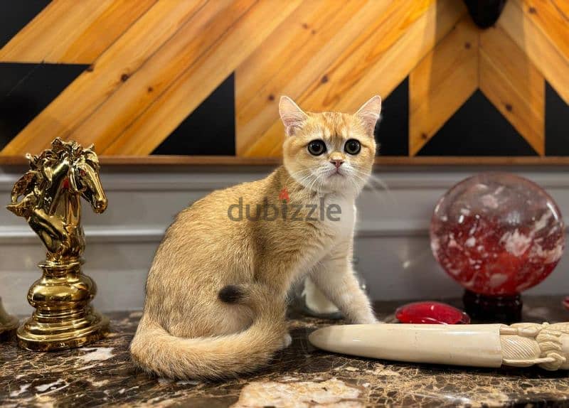 British Shorthair Gold ny12 7