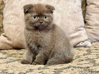 Scottish Fold Shorthair Cinnamon