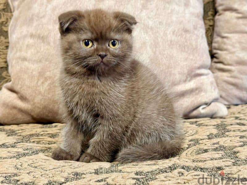 Scottish Fold Shorthair Cinnamon 0