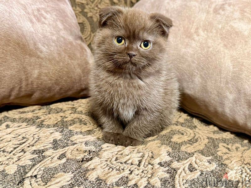 Scottish Fold Shorthair Cinnamon 1