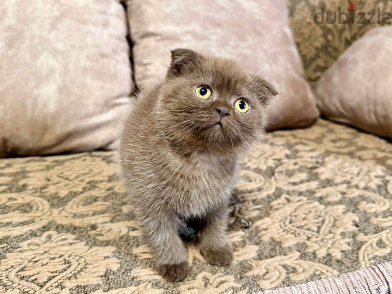 Scottish Fold Shorthair Cinnamon 2