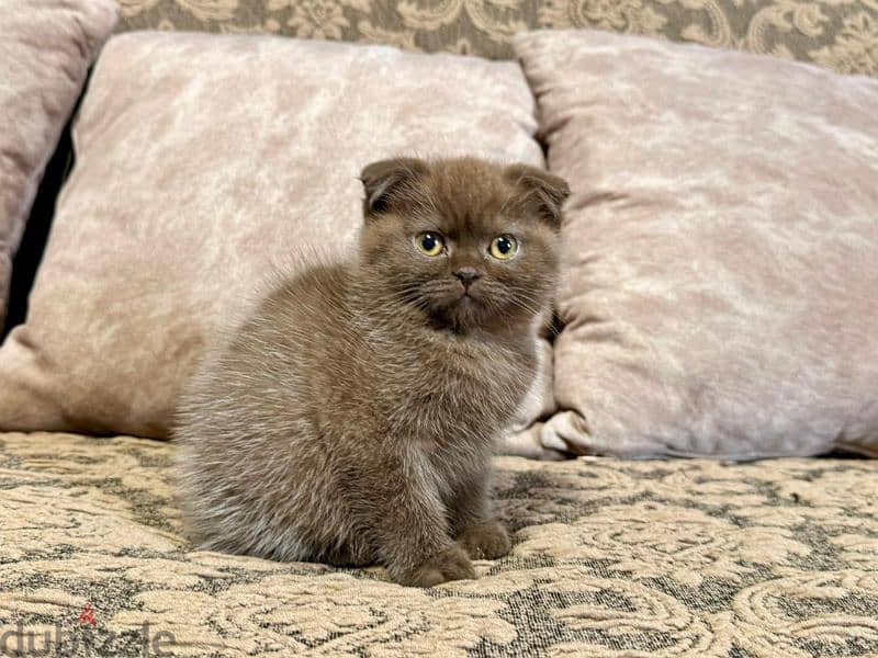 Scottish Fold Shorthair Cinnamon 3