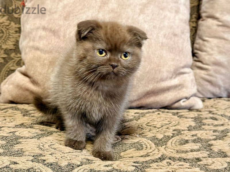 Scottish Fold Shorthair Cinnamon 4