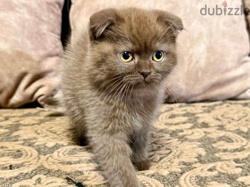 Scottish Fold Shorthair Cinnamon 5