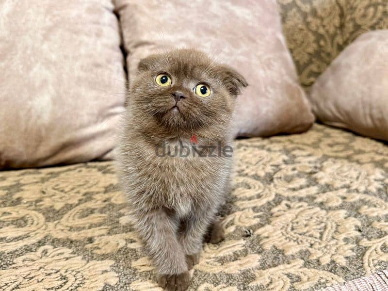 Scottish Fold Shorthair Cinnamon 6