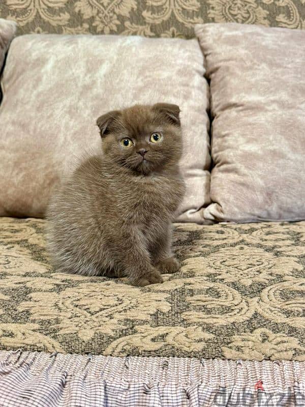 Scottish Fold Shorthair Cinnamon 8