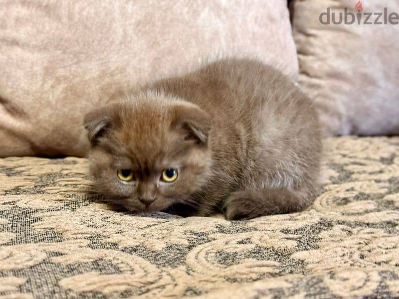 Scottish Fold Shorthair Cinnamon 9