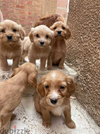 4 girls ( spaniel cocker)