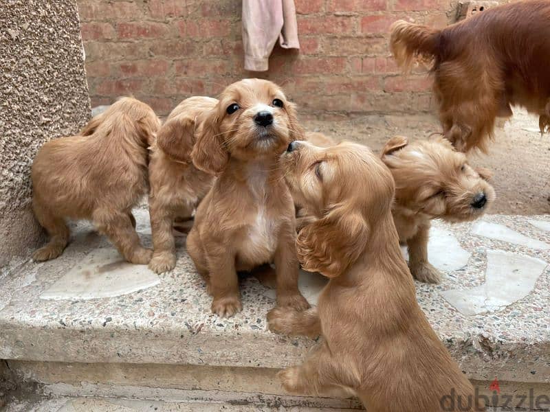 4 girls ( spaniel cocker) 1