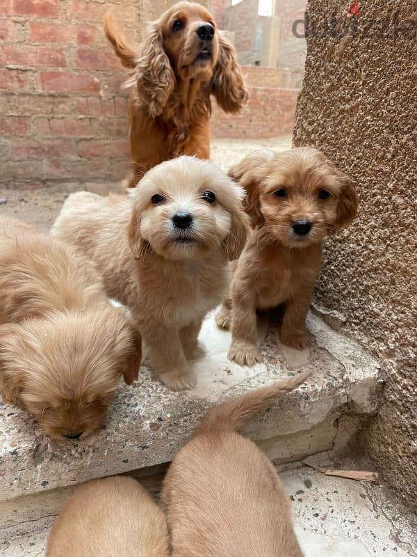 4 girls ( spaniel cocker) 2