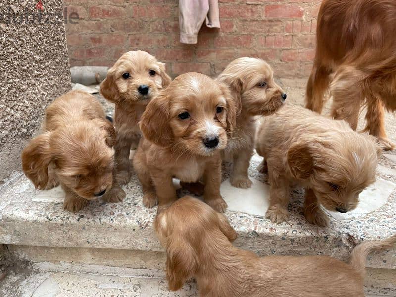 4 girls ( spaniel cocker) 3