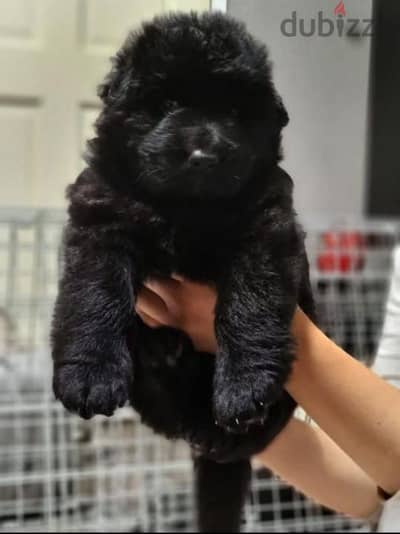 جراوي رويال بلاك Royal Black puppies for sale