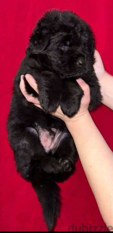 جراوي رويال بلاك Royal Black puppies for sale 1