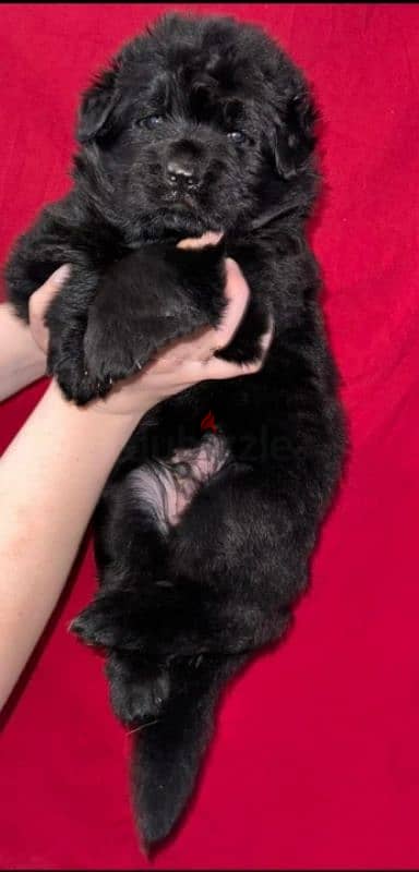 جراوي رويال بلاك Royal Black puppies for sale 2