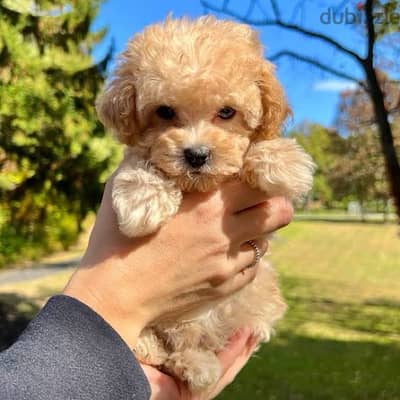 Toy Poodle Puppy