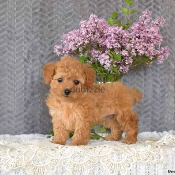 Toy Poodle Puppy 1