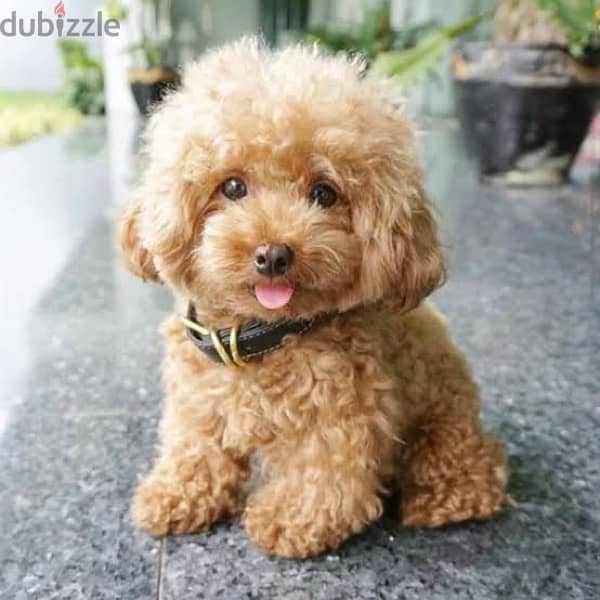 Toy Poodle Puppy 2