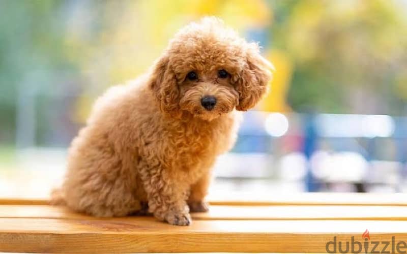 Toy Poodle Puppy 3