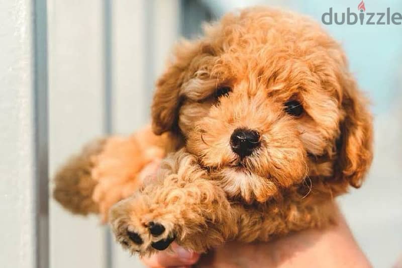 Toy Poodle Puppy 4