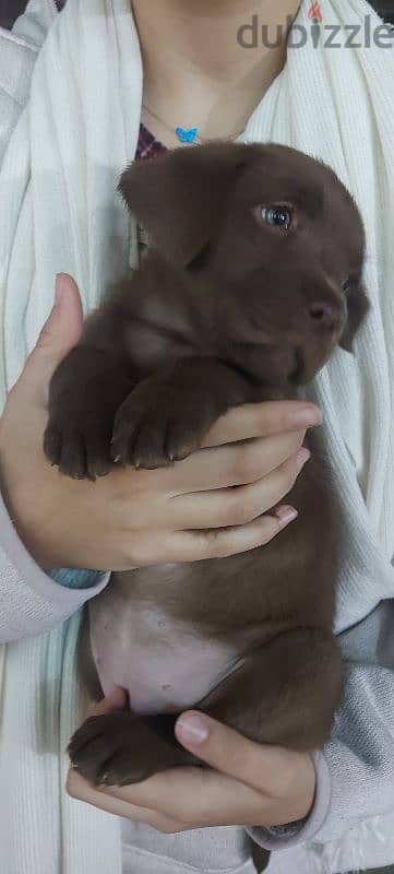 chocolate labrador puppy