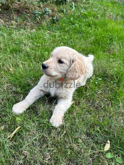 Golden retriever puppy