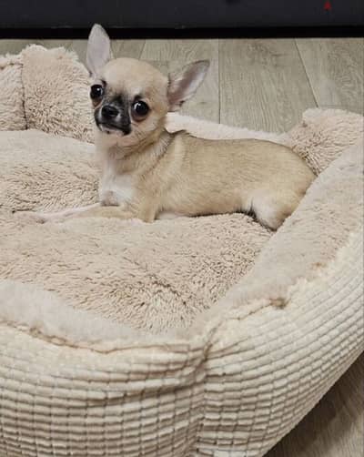 Chihuahua from Russia