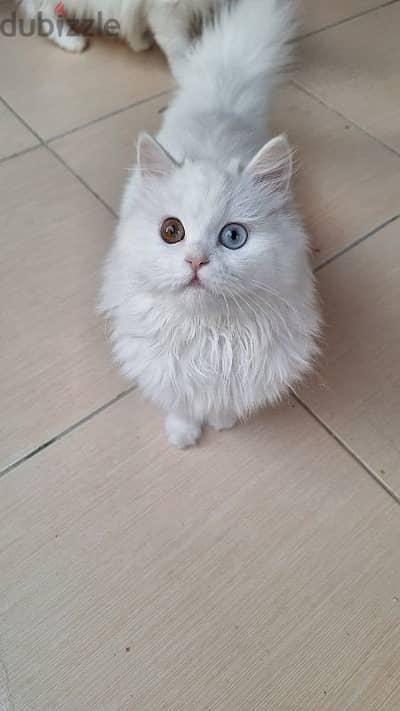 pure angora cat