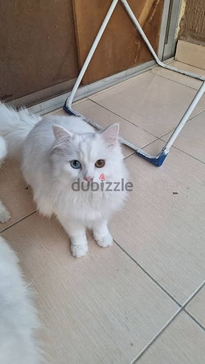 pure shiraz  white cat