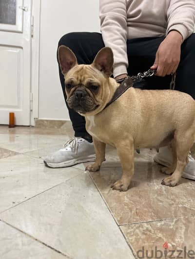 french bulldog فرينش بولدوج