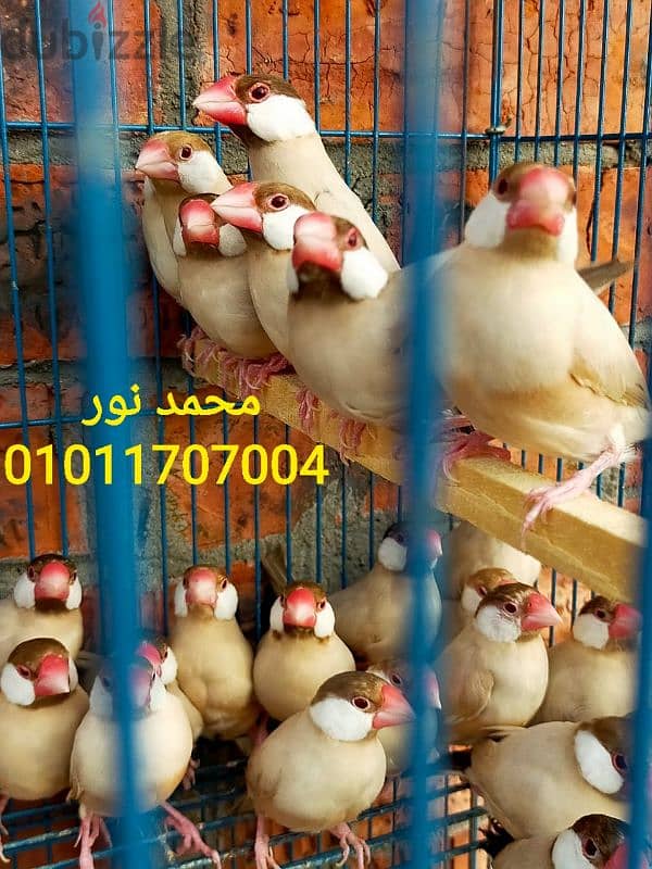 مجموعه جاوا فون شغاله 01011707004 1