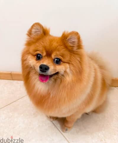 Pomeranian from Russia