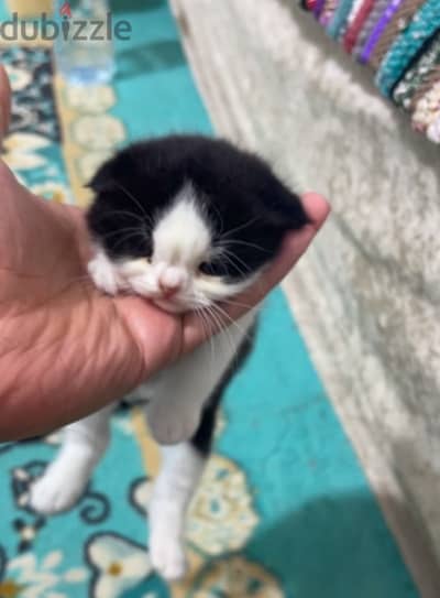 Scottish fold male