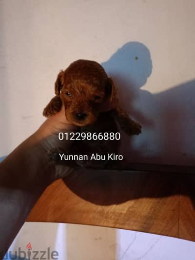 toy poodle puppies availble