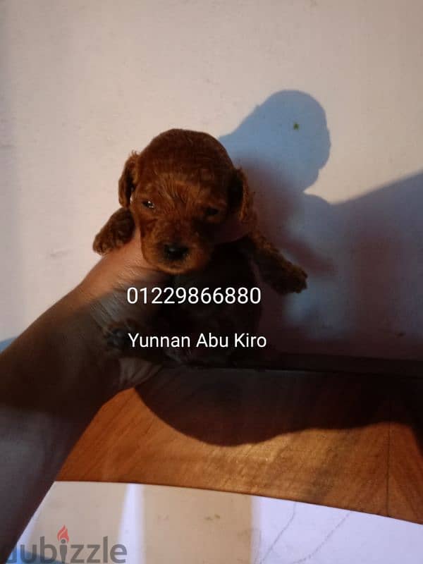 toy poodle puppies availble 0