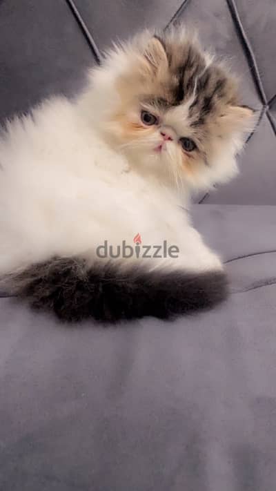 Persian cat White Brown