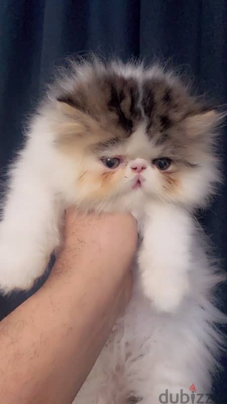 Persian cat White Brown 1