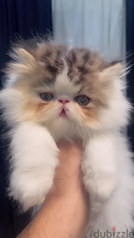 Persian cat White Brown 3