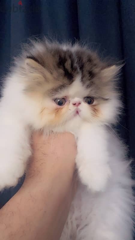 Persian cat White Brown 4