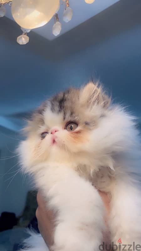 Persian cat White Brown 5