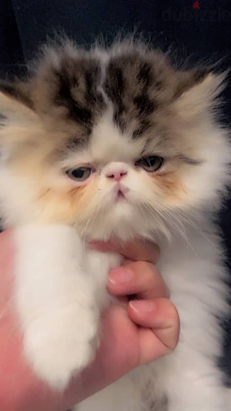 Persian cat White Brown 6