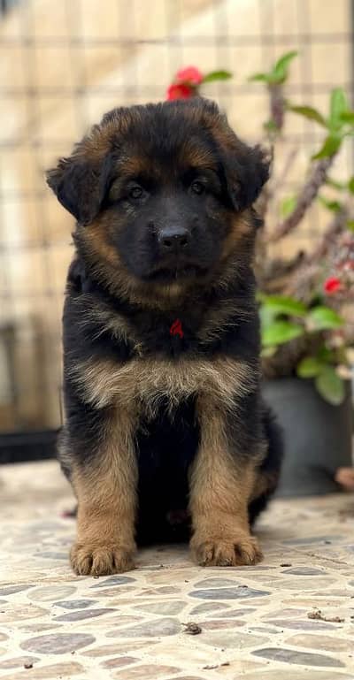 German Shepherd Puppies in Egypt جراوي جيرمن في مصر بالبيدجري