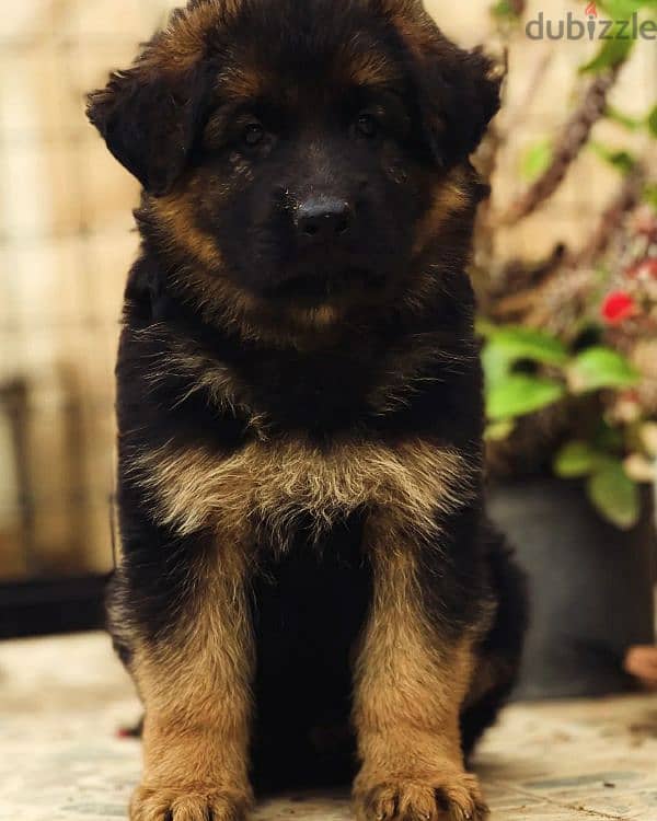 German Shepherd Puppies in Egypt جراوي جيرمن في مصر بالبيدجري 1