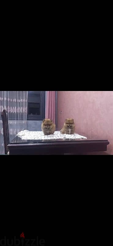 pomeranian teacup puppies  egypt جراوي بوميرينيان للبيع تي كب