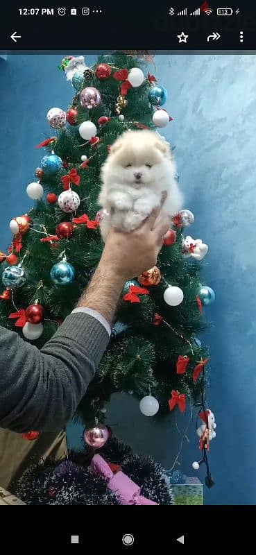 pomeranian teacup puppies  egypt جراوي بوميرينيان للبيع تي كب 1