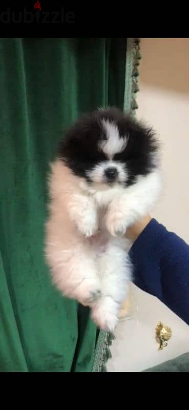 pomeranian teacup puppies  egypt جراوي بوميرينيان للبيع تي كب 3