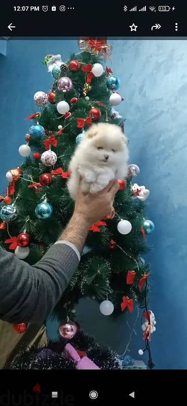 pomeranian teacup puppies  egypt جراوي بوميرينيان للبيع تي كب 4