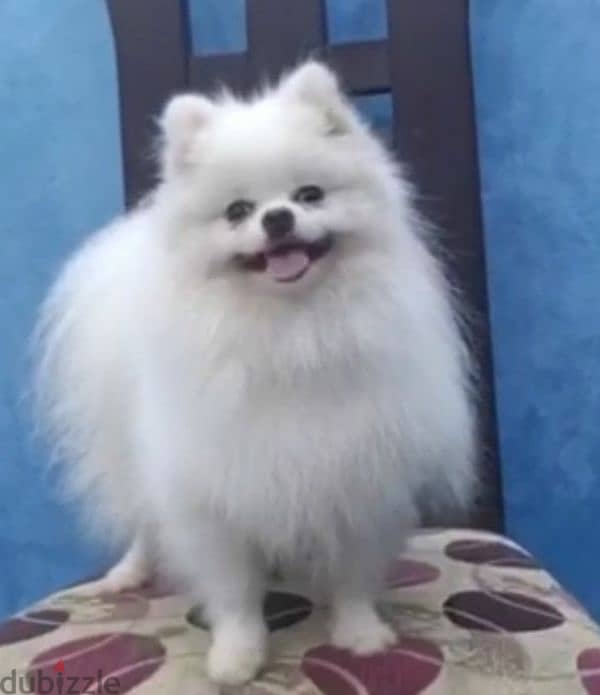 pomeranian teacup puppies  egypt جراوي بوميرينيان للبيع تي كب 5