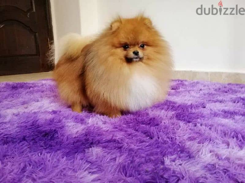 pomeranian teacup puppies  egypt جراوي بوميرينيان للبيع تي كب 6