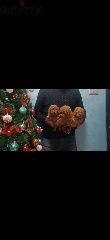 toy poodle puppies dark brown جراوي توي بوودل حجم لا يتعدى ٢ كيلو