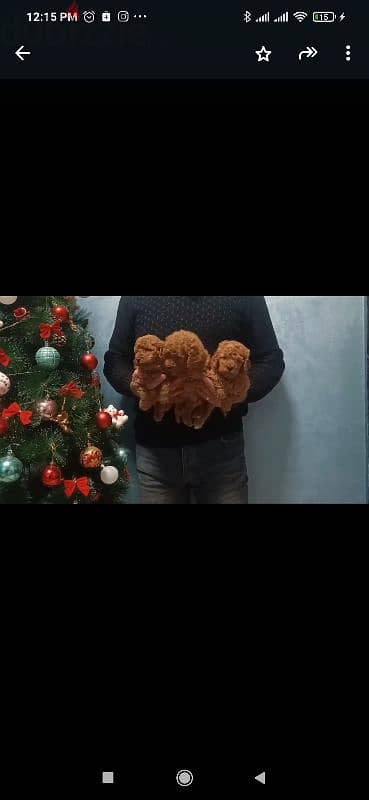 toy poodle puppies dark brown جراوي توي بوودل حجم لا يتعدى ٢ كيلو 1